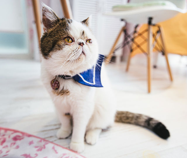 猫