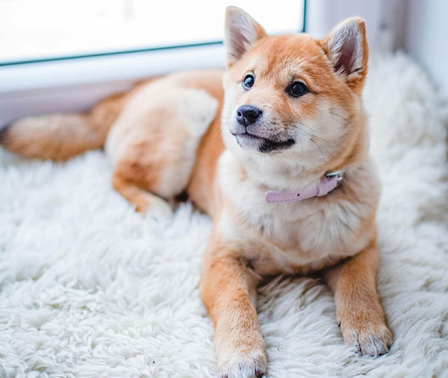 犬